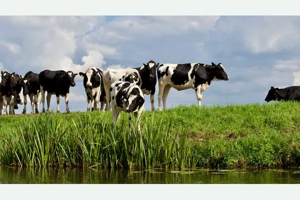 Dairy cows grazing in pasture